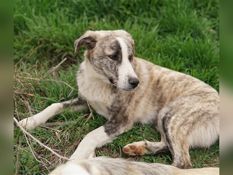 Xabi, geb. ca. 07/2023, lebt in GRIECHENLAND, auf einem Gelände, auf dem die Hunde notdürftig versor
