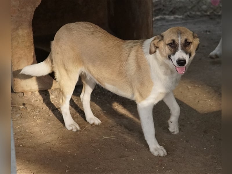 Jeanie, geb. ca. 05/2023, lebt in GRIECHENLAND, im städt. Tierheim Serres