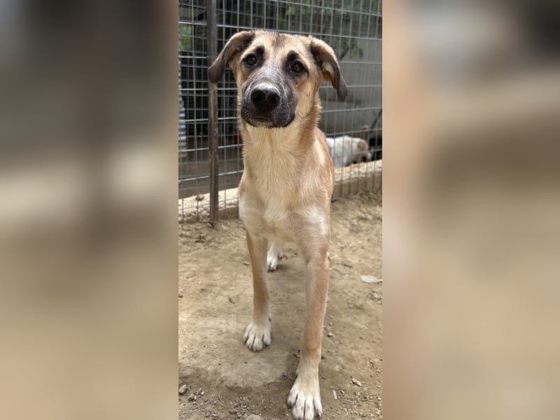 Heraya, geb. ca. 02/2025, lebt in GRIECHENLAND, auf einer privaten Pflegestelle