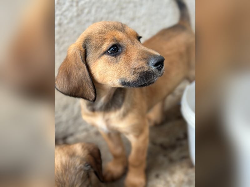 Tiana, geb. ca. 02/2026, lebt in GRIECHENLAND, im städt. Tierheim Serres
