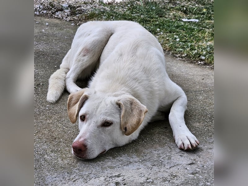Nizza, geb. ca. 08/2022, lebt in GRIECHENLAND, im städt. Tierheim Serres