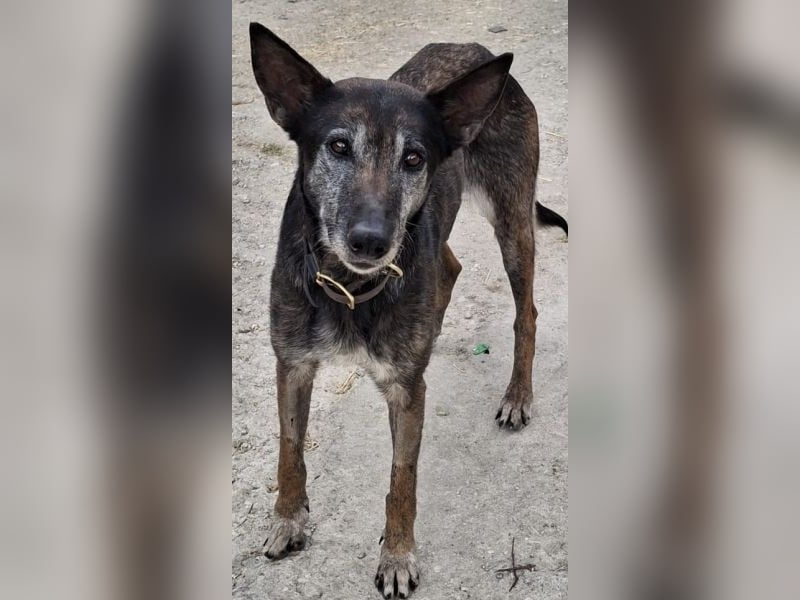 Priyanka, geb. ca. 03/2017, lebt in GRIECHENLAND, auf einer privaten Pflegestelle