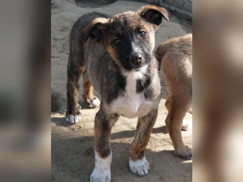 Corbel, geb. ca. 12/25, lebt in GRIECHENLAND, auf einer privaten Pflegestelle