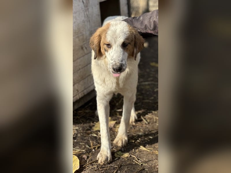 Melania, geb. ca. 01/2024, lebt in GRIECHENLAND, im städt. Tierheim Serres