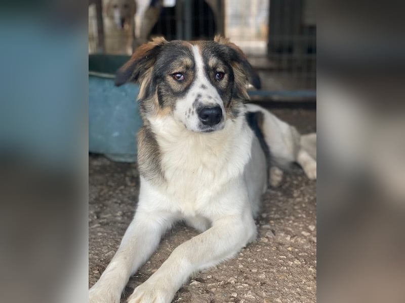 Resi, geb. ca. 10/2024, lebt in GRIECHENLAND, auf einer privaten Pflegestelle