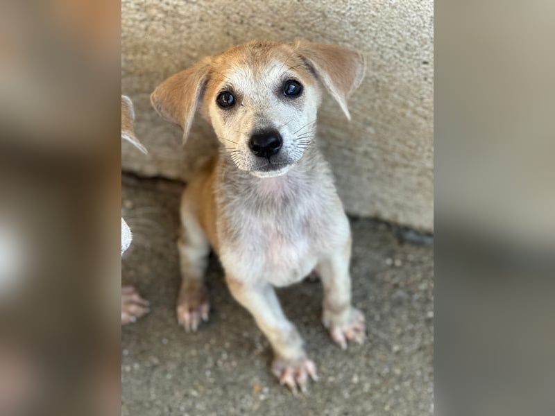 Rosie, geb. ca. 05/2026, lebt in GRIECHENLAND, im städt. Tierheim Serres