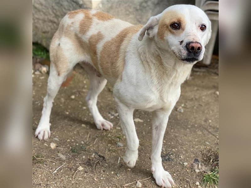 Lono, geb. ca. 06/2020, lebt in GRIECHENLAND, auf einer privaten Pflegestelle