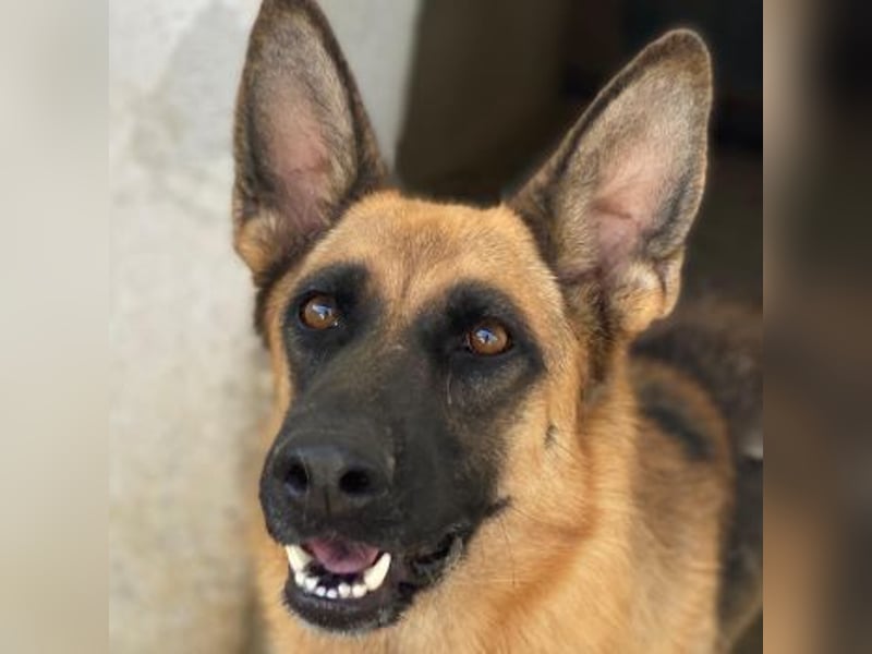 Wilma, geb. ca. 04/2021, lebt in GRIECHENLAND, im städt. Tierheim Serres