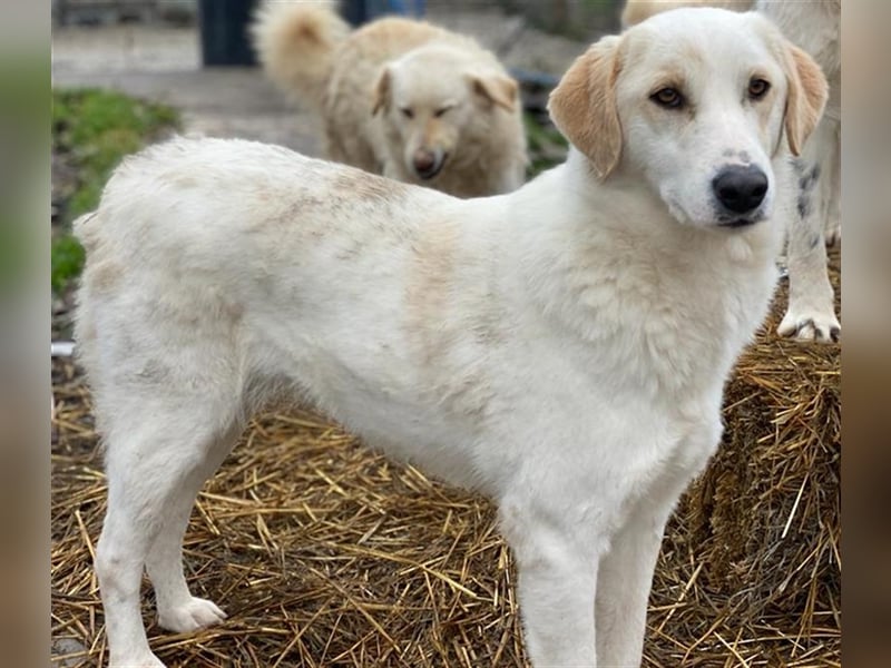 Nami, geb. ca. 12/2019, lebt in GRIECHENLAND, im städt. Tierheim Serres