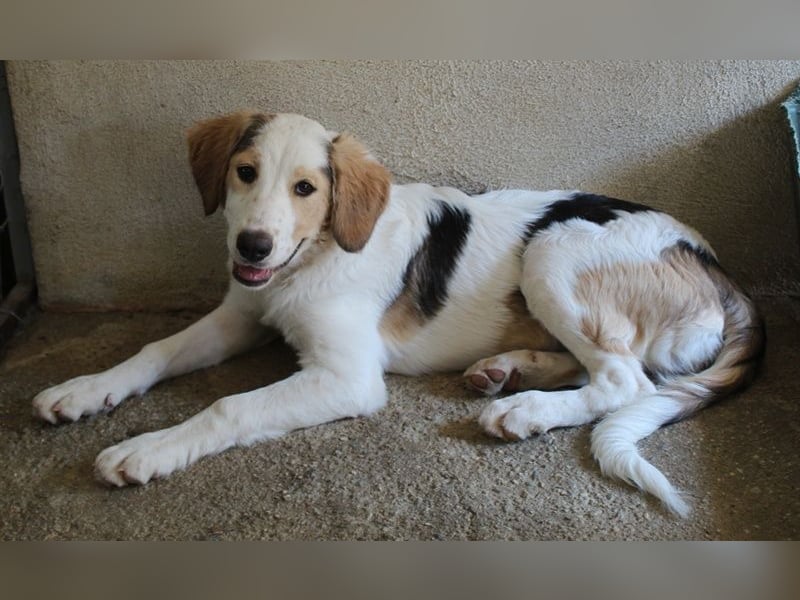 Katra, geb. ca. 04/2025, lebt in GRIECHENLAND, im städt. Tierheim Serres