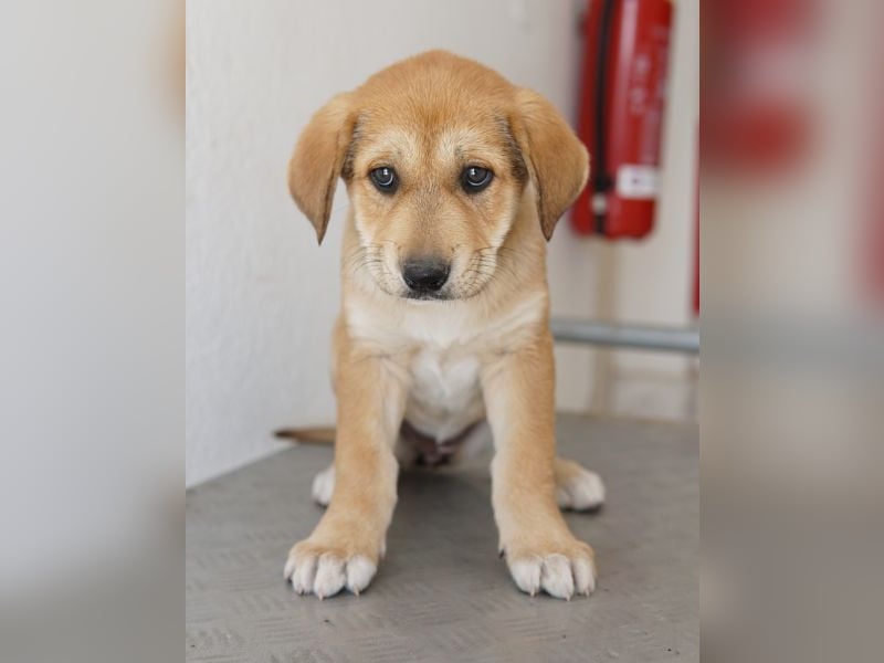 Krissy, geb. ca. 12/2025, lebt in GRIECHENLAND, auf einer privaten Pflegestelle