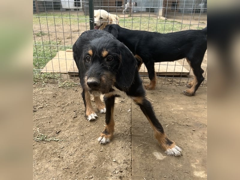 Bertha, geb. ca. 03/2023, lebt in GRIECHENLAND, im städt. Tierheim Serres