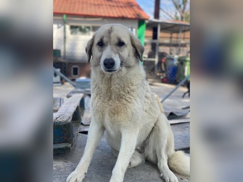 Monya, geb. ca. 10/2021, lebt in GRIECHENLAND, im städt. Tierheim Serres
