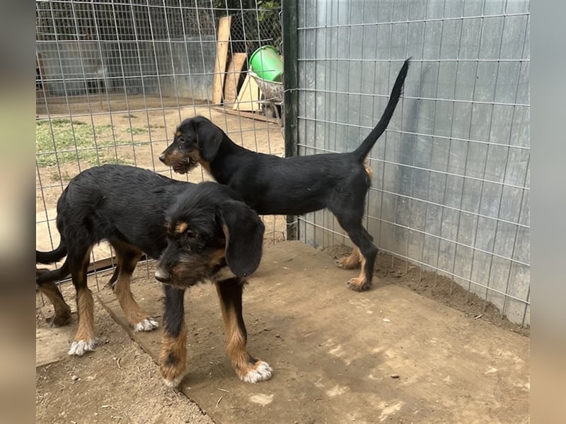 Bertha, geb. ca. 03/2023, lebt in GRIECHENLAND, im städt. Tierheim Serres