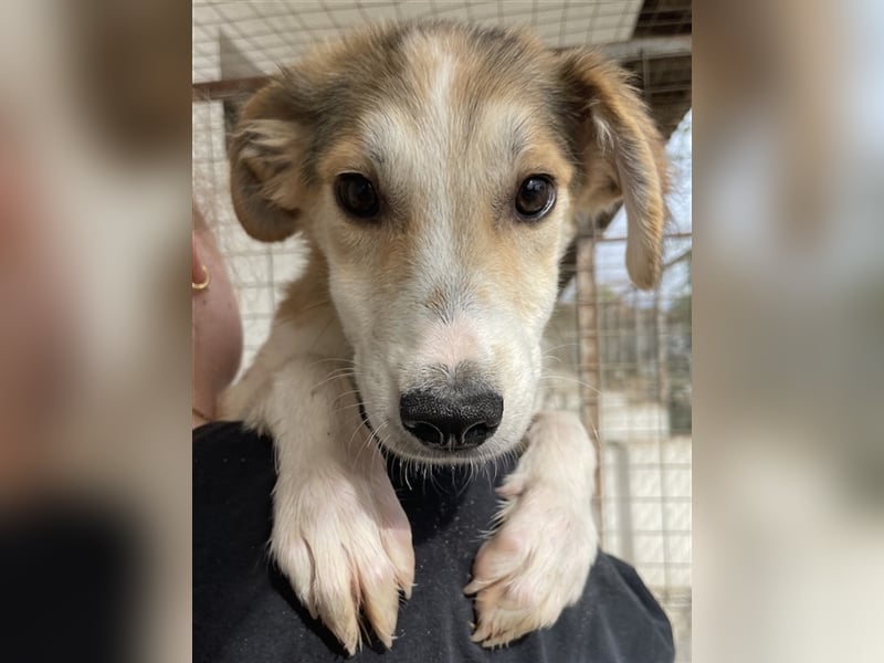 Fichte, geb. ca. 07/2023, lebt in GRIECHENLAND, im städt. Tierheim Serres