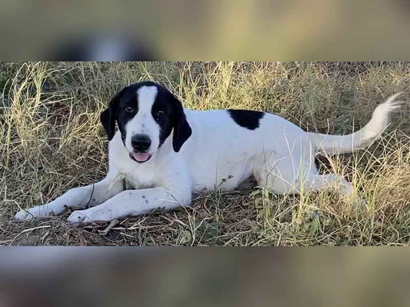 Rico, geb. ca. 05/2022, lebt in GRIECHENLAND, auf einer privaten Pflegestelle