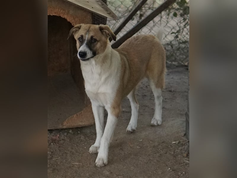 Jeanie, geb. ca. 05/2023, lebt in GRIECHENLAND, im städt. Tierheim Serres