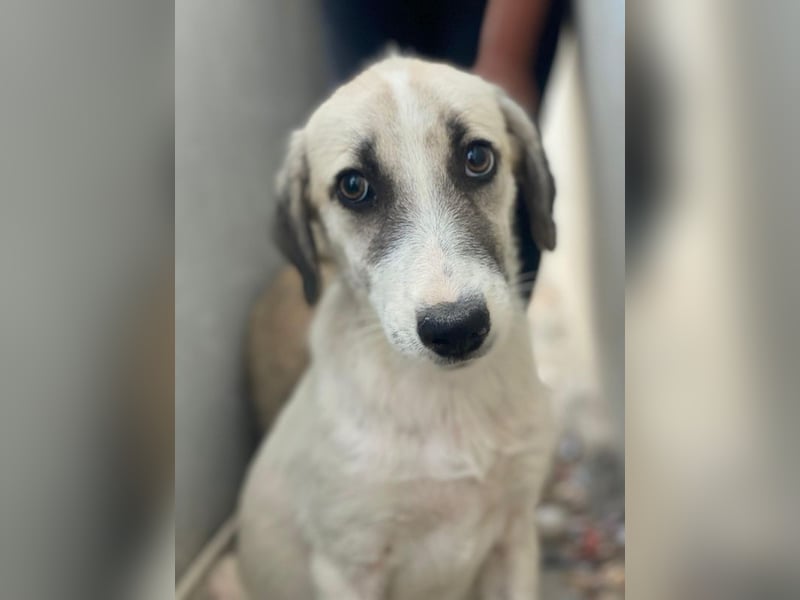 Maliya, geb. ca. 04/2025, lebt in GRIECHENLAND, auf einer privaten Pflegestelle