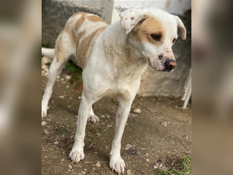 Lono, geb. ca. 06/2020, lebt in GRIECHENLAND, auf einer privaten Pflegestelle