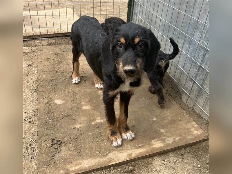 Bertha, geb. ca. 03/2023, lebt in GRIECHENLAND, im städt. Tierheim Serres