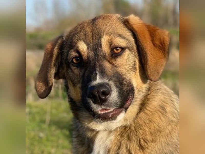 Hami, geb. ca. 09/2024, lebt in GRIECHENLAND, im städt. Tierheim Serres