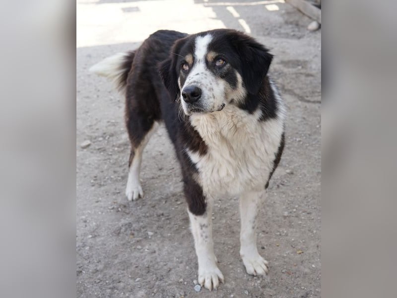 Xanda, geb. ca. 03/2023, lebt in GRIECHENLAND, im städt. Tierheim Serres