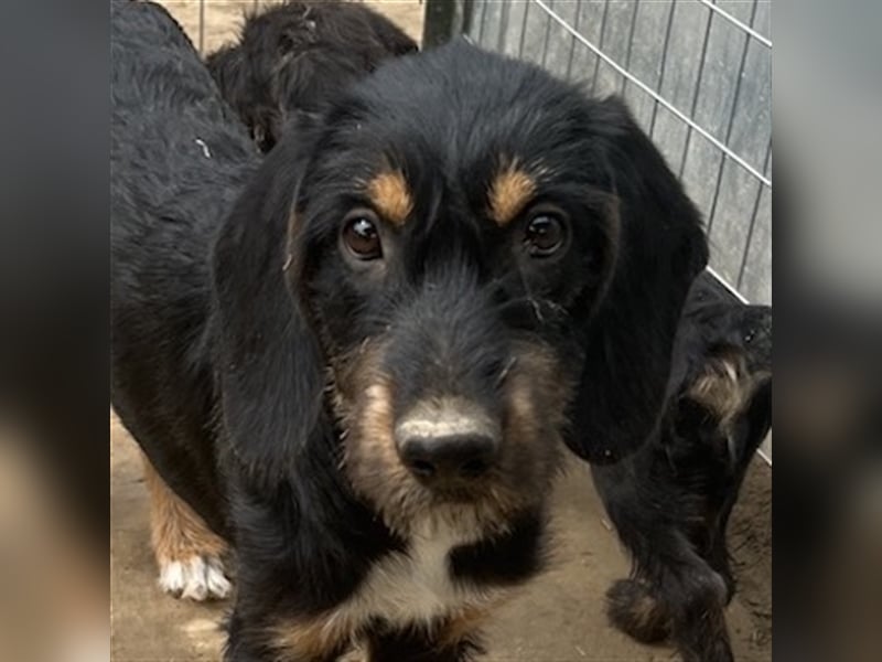 Bertha, geb. ca. 03/2023, lebt in GRIECHENLAND, im städt. Tierheim Serres