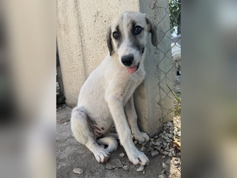 Maliya, geb. ca. 04/2025, lebt in GRIECHENLAND, auf einer privaten Pflegestelle