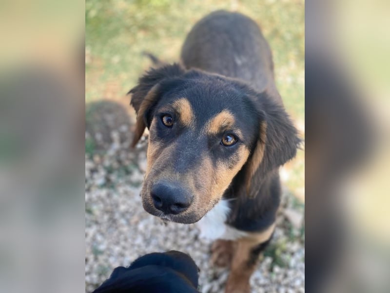 Quasti, geb. ca. 02/2025, lebt in GRIECHENLAND, auf einer privaten Pflegestelle