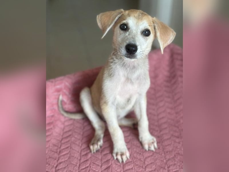 Rosie, geb. ca. 05/2026, lebt in GRIECHENLAND, im städt. Tierheim Serres