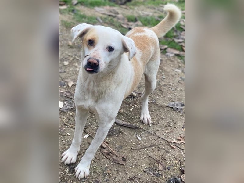 Lono, geb. ca. 06/2020, lebt in GRIECHENLAND, auf einer privaten Pflegestelle