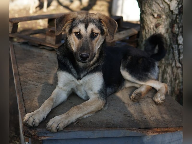 Chita, geb. ca. 05/2024, lebt in GRIECHENLAND, im städt. Tierheim Serres