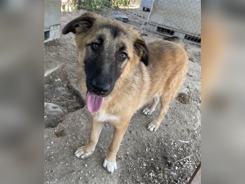 Thumper, geb. ca. 01/2022, lebt in GRIECHENLAND, im städt. Tierheim Serres