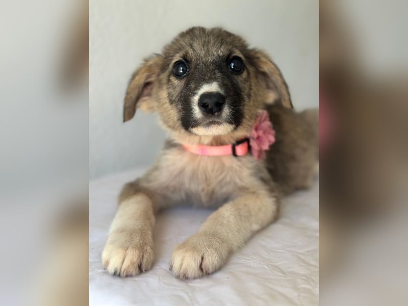Karolina, geb. ca. 03/2026, lebt in GRIECHENLAND, im städt. Tierheim Serres