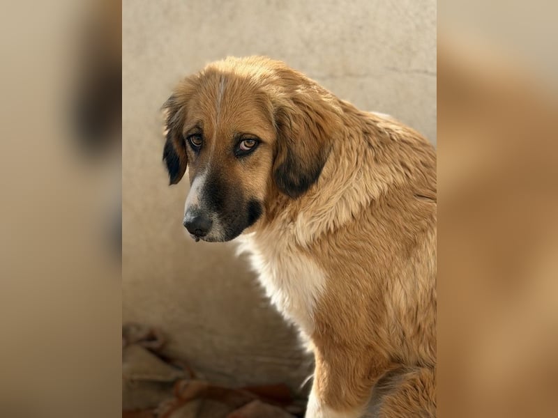 Blümchen, geb. ca. 08/2024, lebt in GRIECHENLAND, im städt. Tierheim Serres