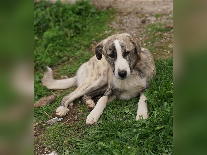Xabi, geb. ca. 07/2023, lebt in GRIECHENLAND, auf einem Gelände, auf dem die Hunde notdürftig versor