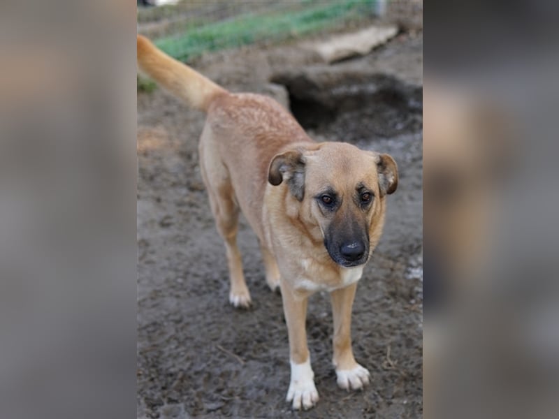 Wilhelmine Johanna, geb. ca. 10/2019, lebt in GRIECHENLAND, im städt. Tierheim Serres