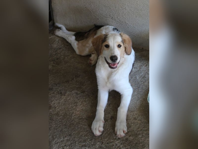 Katra, geb. ca. 04/2025, lebt in GRIECHENLAND, im städt. Tierheim Serres