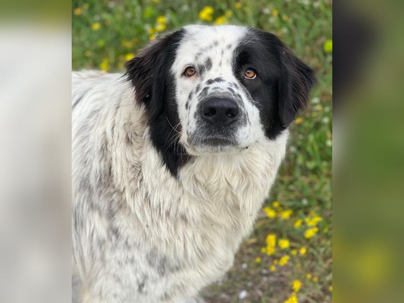 Blossom, geb. ca. 09/2024, lebt in GRIECHENLAND, beim städt. Tierheim Serres