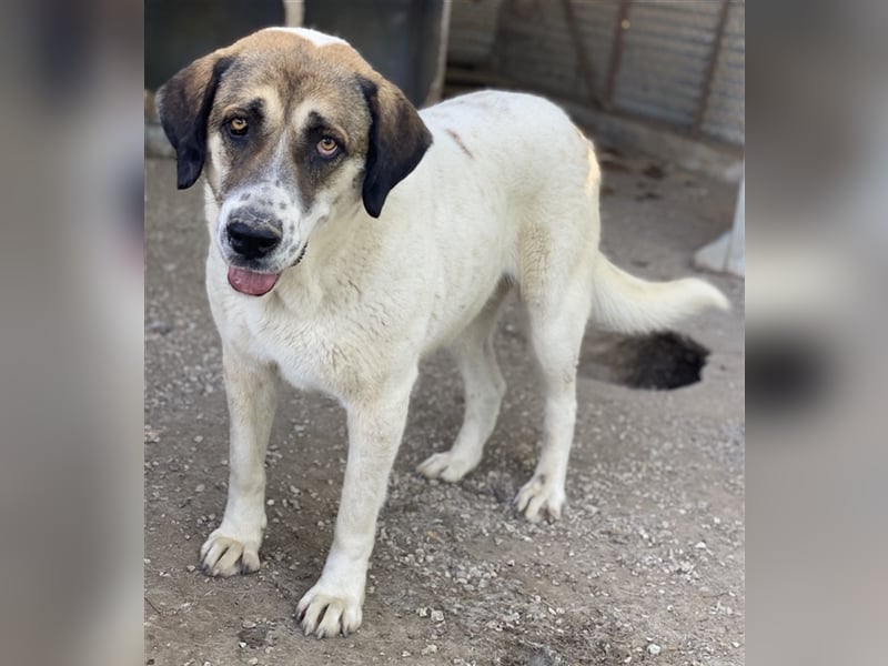 Elliot, geb. ca. 05/2022, lebt in GRIECHENLAND, im städt. Tierheim Serres