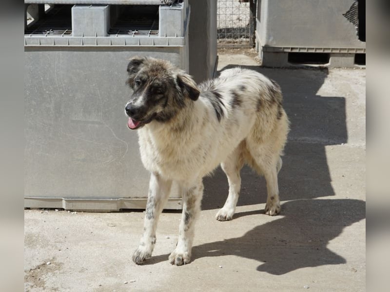 Ludmilla, geb. ca. 05/2025, lebt in GRIECHENLAND, im städt. Tierheim Serres