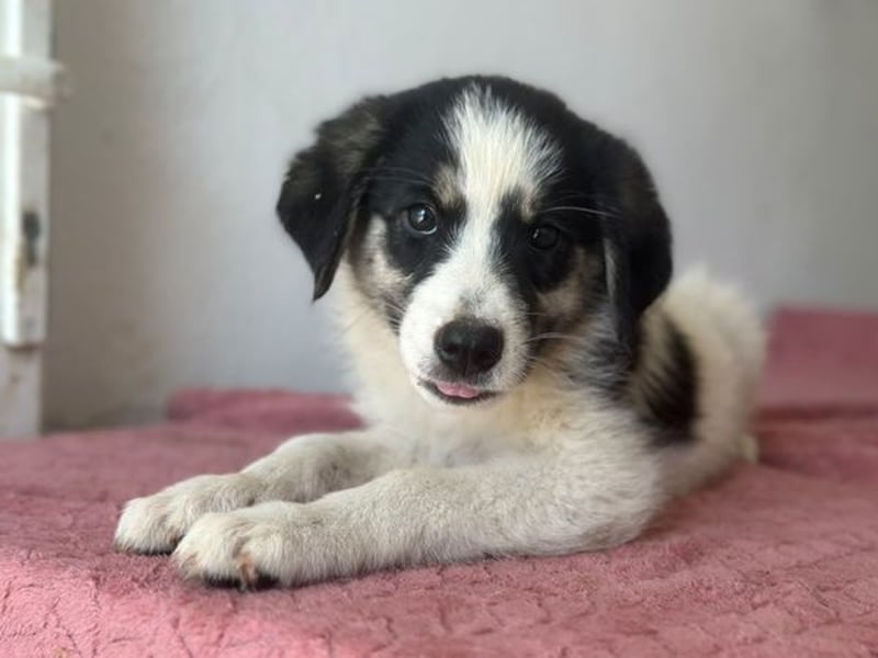 Colada, geb. ca. 05/2026, lebt in GRIECHENLAND, im städt. Tierheim Serres