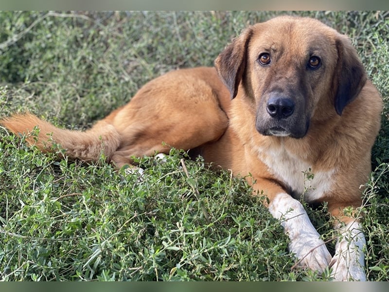 Maletto, geb. ca. 09/2018, lebt in GRIECHENLAND, im städt. Tierheim Serres