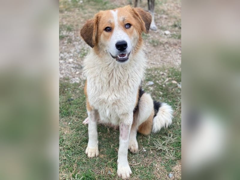 Carys, geb. ca. 10/2024, lebt in GRIECHENLAND, im städt. Tierheim Serres