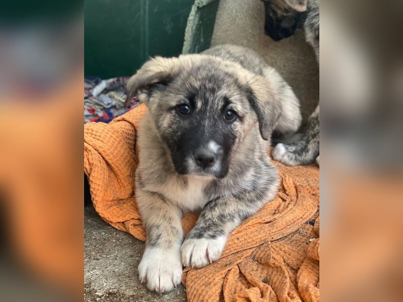 Soya, geb. ca.10/2025, lebt in GRIECHENLAND, im städt. Tierheim Serres