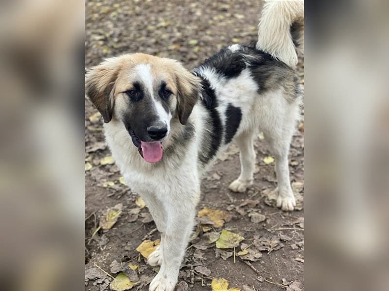 Otys, geb. ca. 03/2022, lebt in GRIECHENLAND, im städt. Tierheim Serres