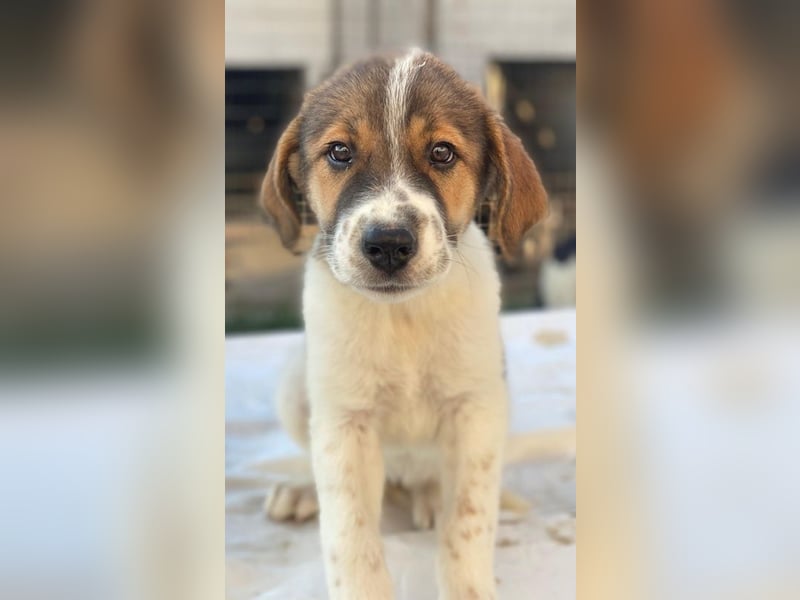 Trine, geb. ca. 05/2025, lebt in GRIECHENLAND, im städt. Tierheim Serres