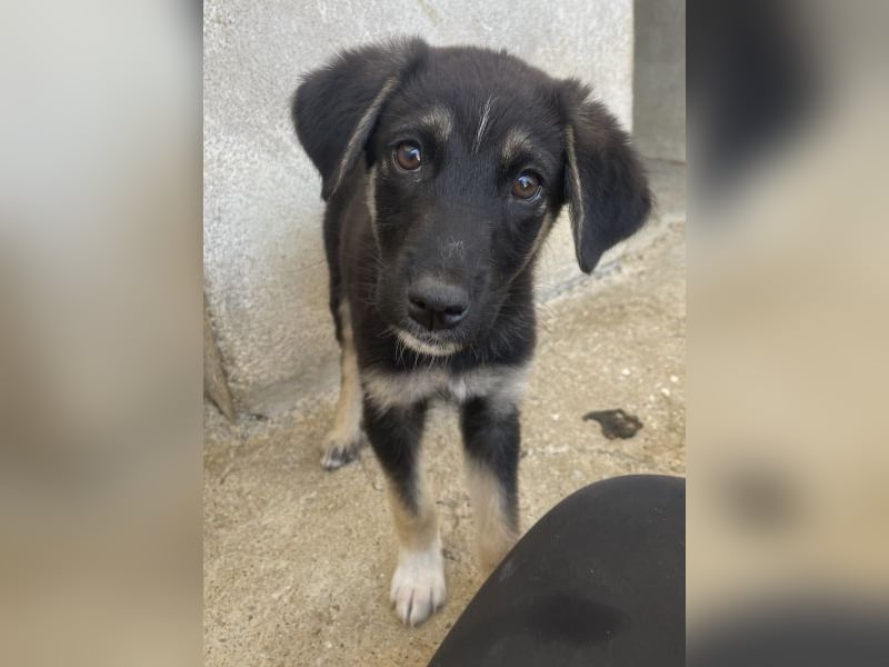 Elina, geb. ca. 03/2026, lebt in GRIECHENLAND, im städt. Tierheim Serres