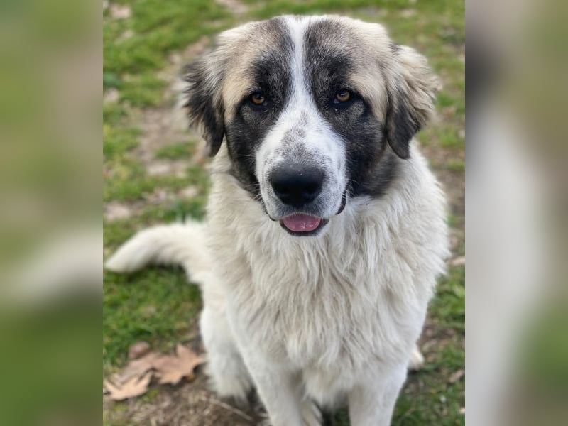 Chef, geb. ca. 07/2025, lebt in GRIECHENLAND, im städt. Tierheim Serres