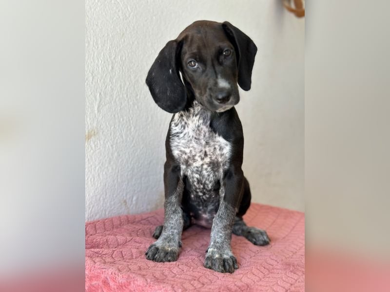 Kiki, geb. ca. 06/2026, lebt in GRIECHENLAND, im städt. Tierheim Serres